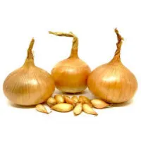 Cibuľa